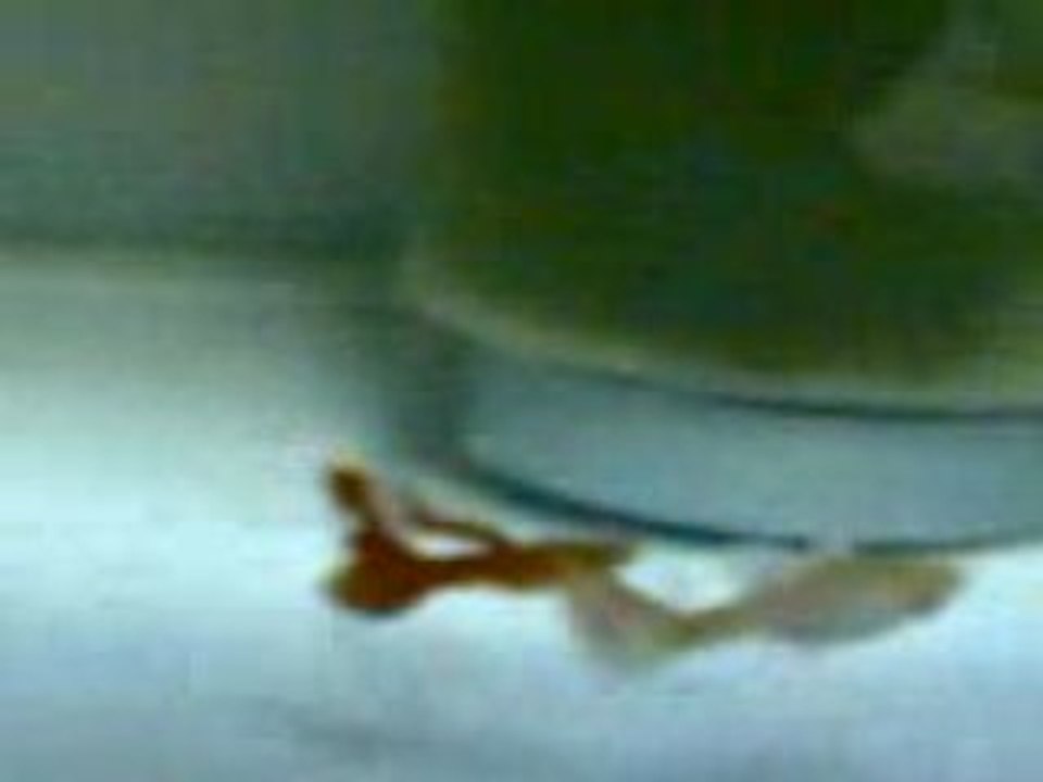 Full Red Guppy Albino