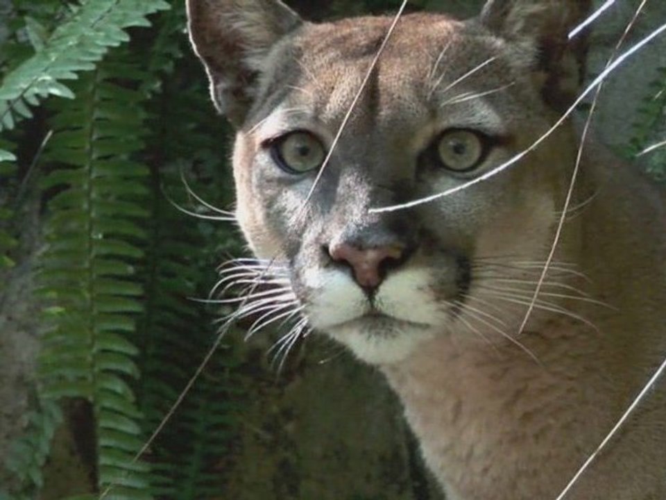 What is Big Cat Rescue?