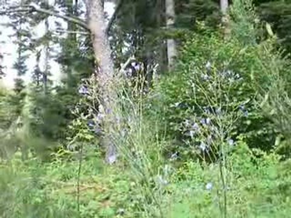 Massif du Sancy: Mulgedie de plumier