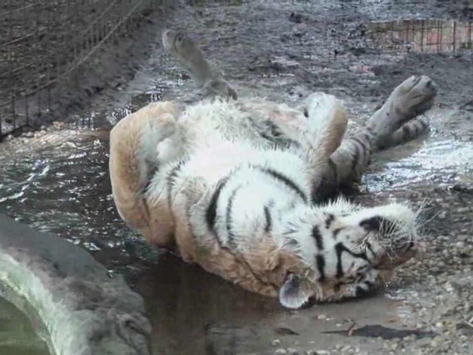 TJ the TIGER!