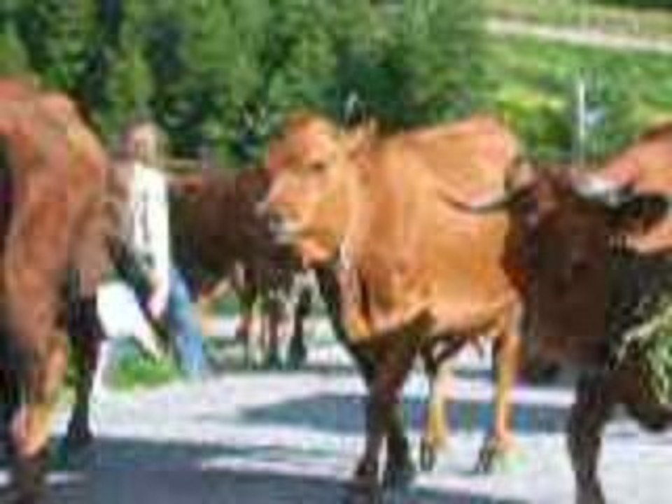 DSCN5689/ vaches de philippe