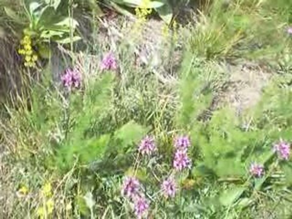 Massif du Sancy: Flore