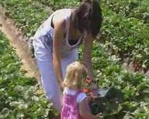 La cueillette des fraises
