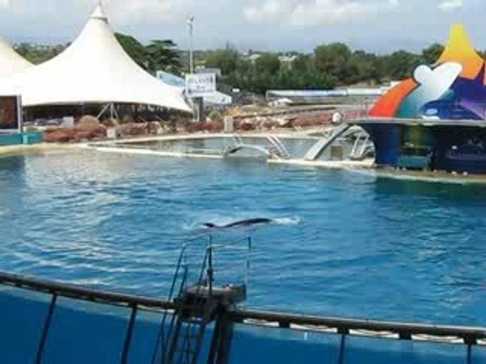 Les orques à Marineland Antibes  2