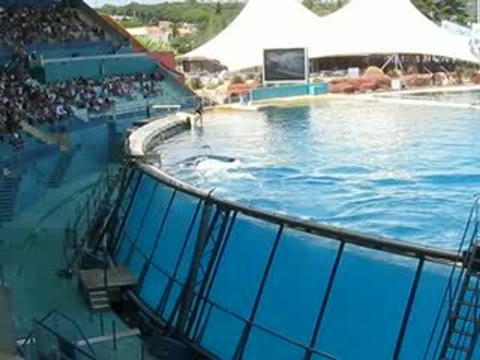 Les orques à Marineland Antibes  3