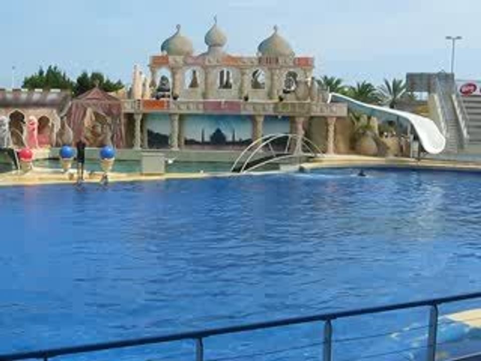 Les dauphins au Marineland d'Antibes