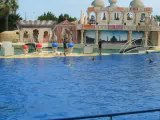 Les dauphins au Marineland d'Antibes 3