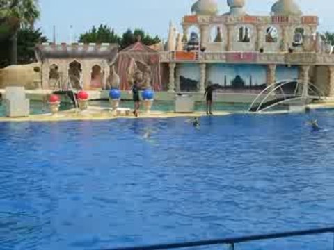 Les dauphins au Marineland d'Antibes 3
