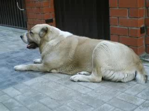 Сен Сао Аюра