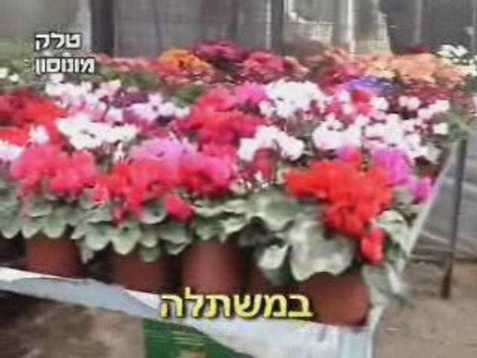 רקפות