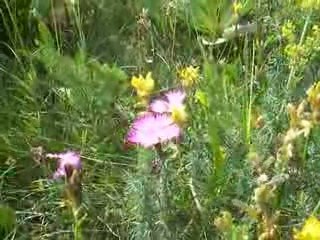 Massif du Sancy: Oeillets Sylvatiques