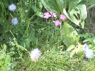 Massif du Sancy: Jasione