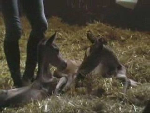 Les poulains jumeaux à 5 jours