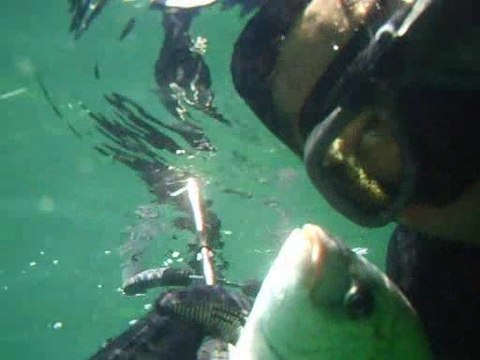 gros banc de sars n°1