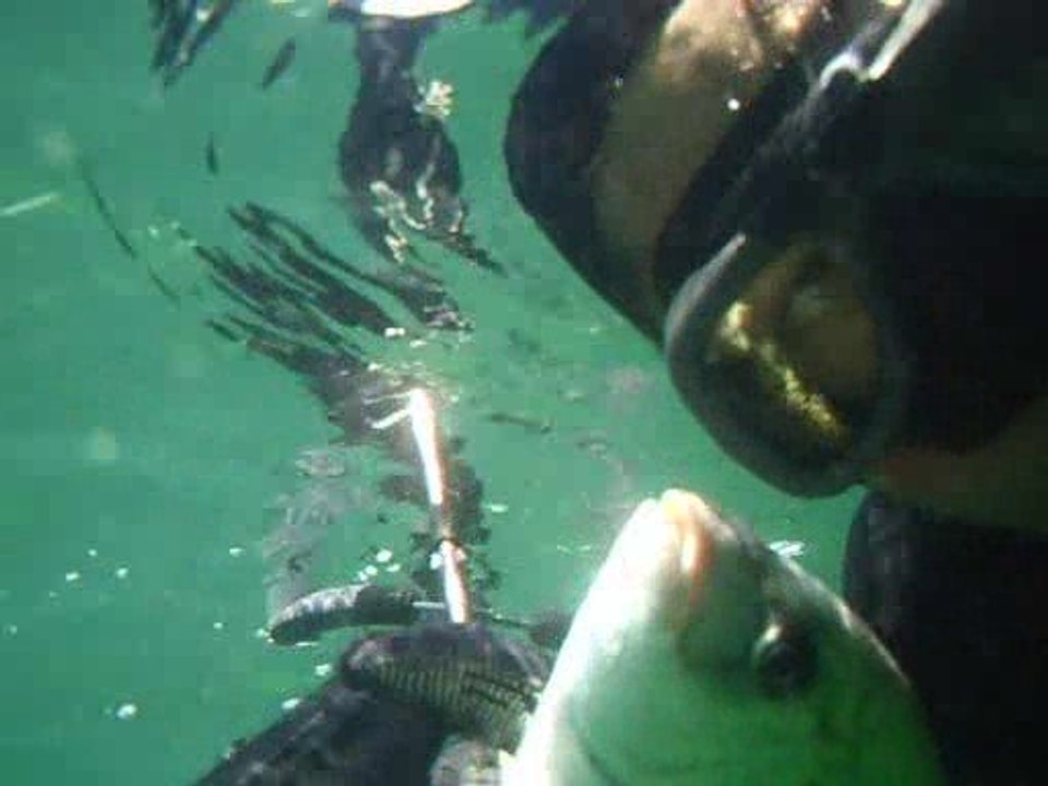 gros banc de sars n°1