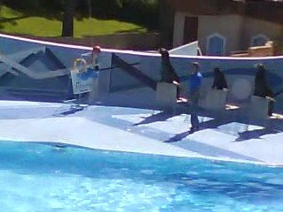 Spectacle d'otarie au zoo des Palmyre XD 1