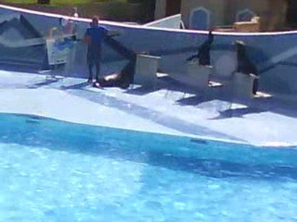 Spectacle d'otarie au zoo des Palmyre XD 3