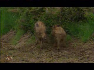 Histoires naturelles - Grain de folie - L'homme sauvage