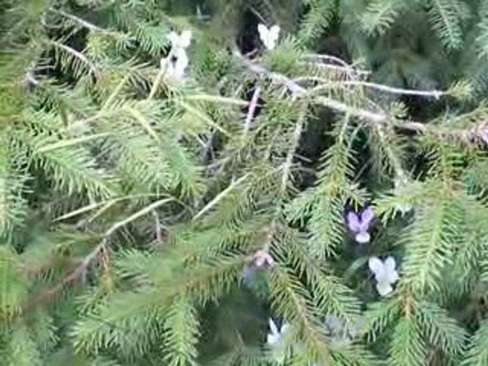 Massif du Sancy: Pensées des Montagnes