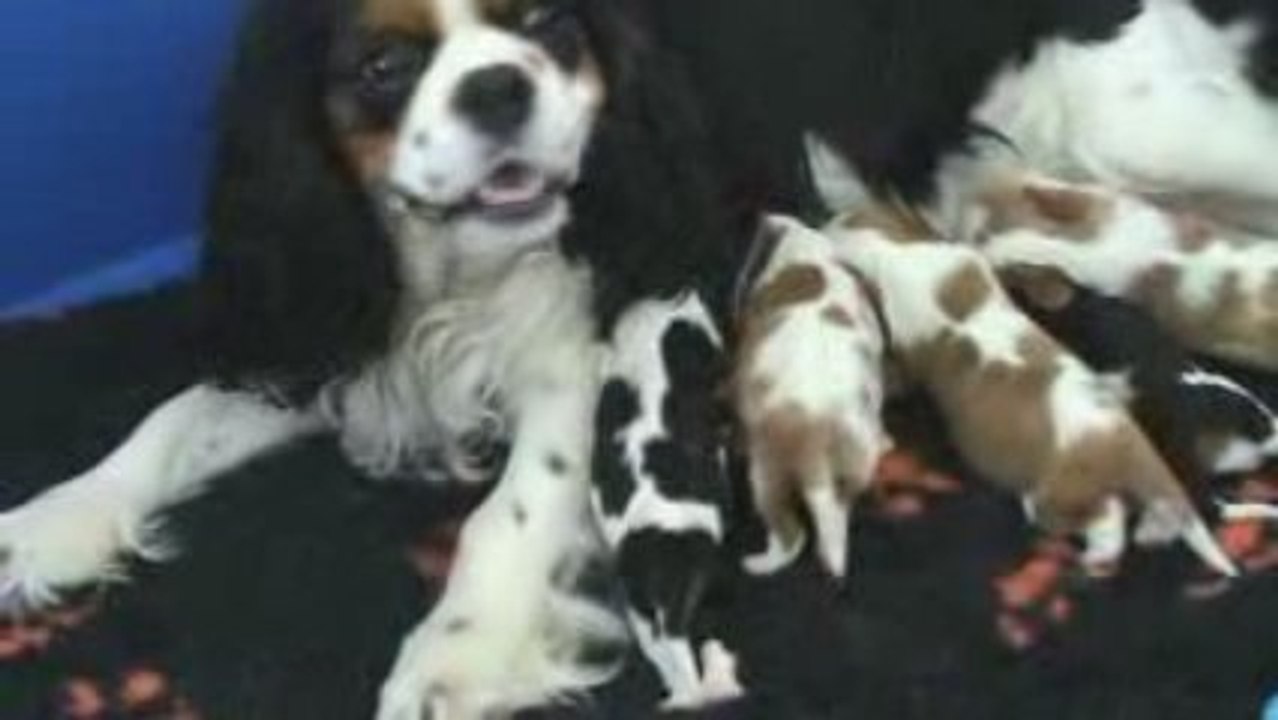 Vanille et ses bébés