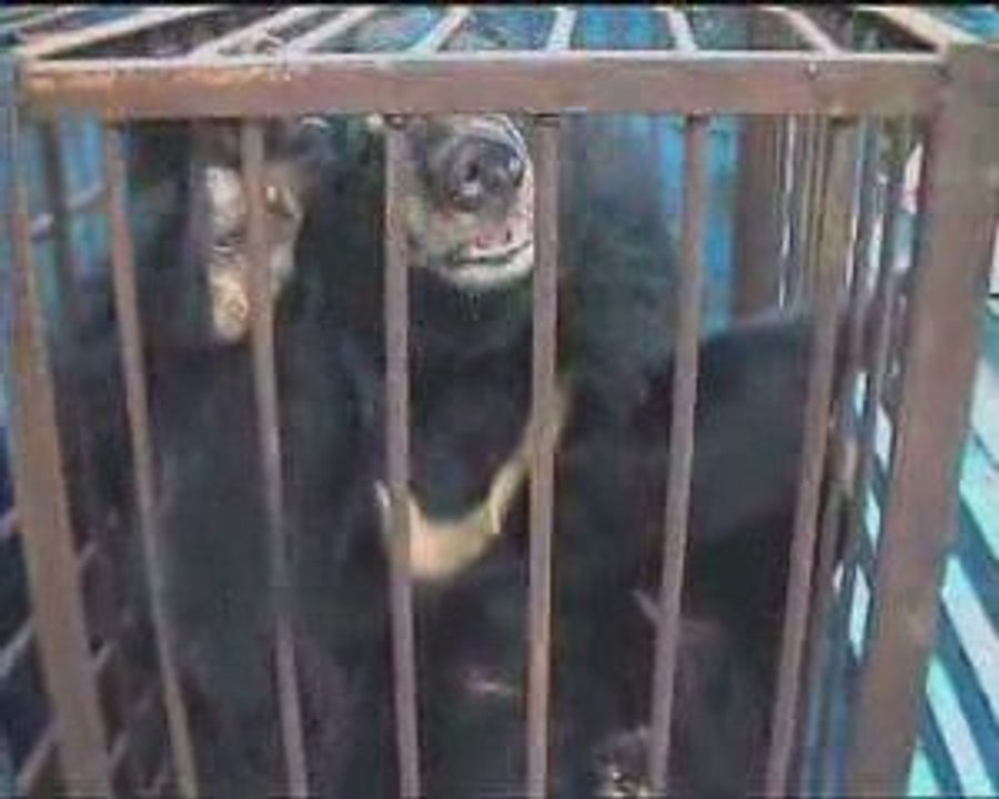 Ours maltraités,Animals Asia par 30 millions d'Amis