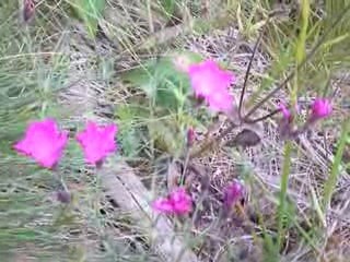 Sancy: Oeillets Sylvatiques