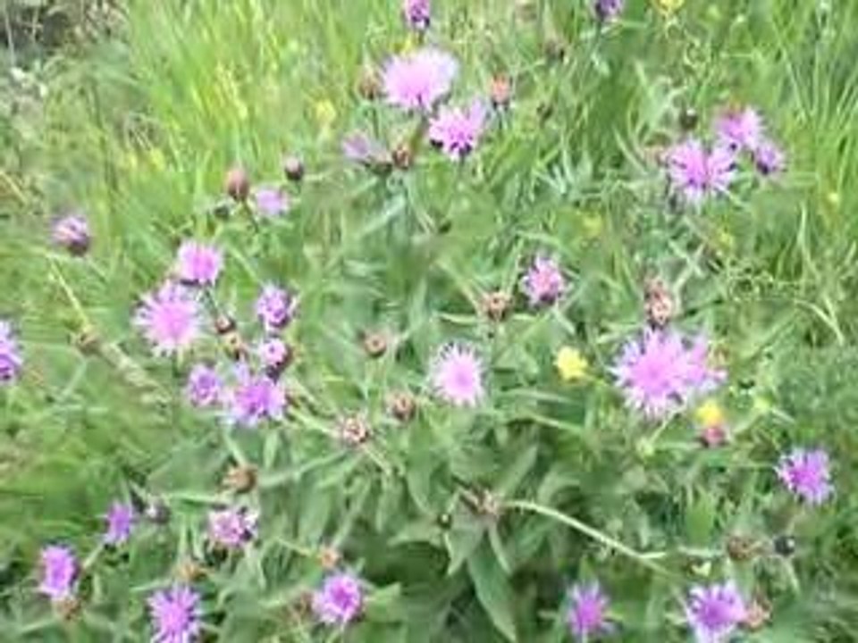 Massif du Sancy: Centaurée Jacée