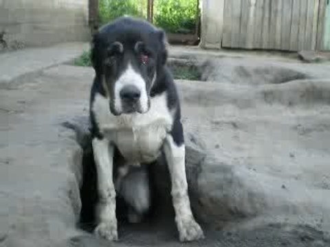 Сен Сао Шахыр.