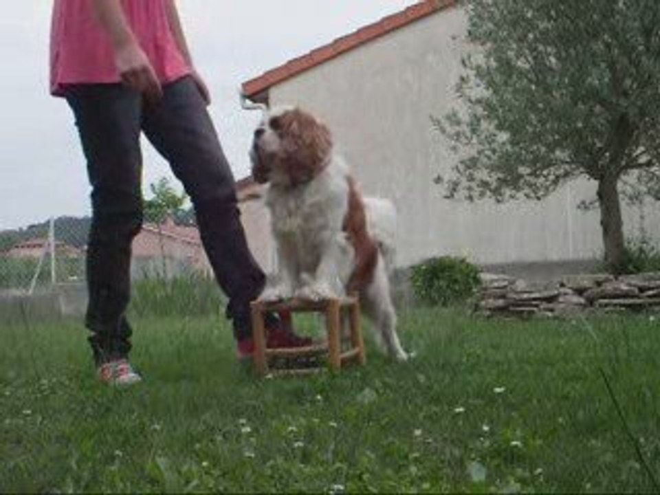 Les premiers pas dans le cirque