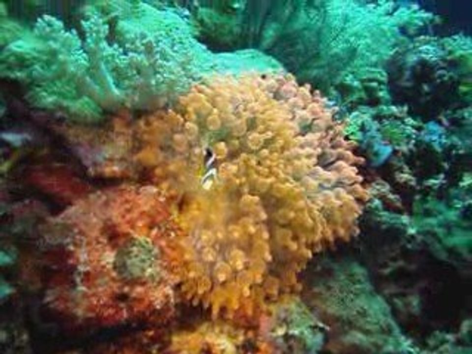 Bohol Dive Movie