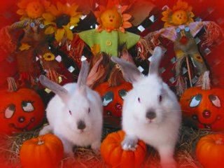 Le Grand Miracle De La Vie, Mes petits lapinous d'amour