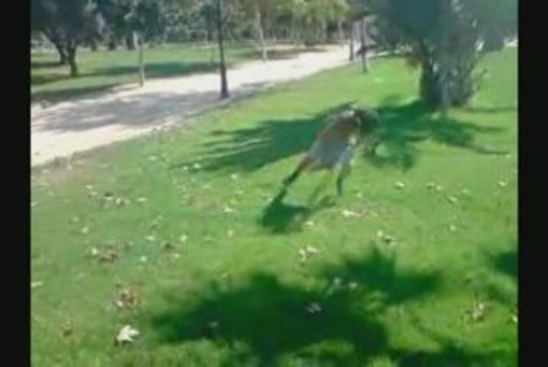 trailer summer sampler jorge 09