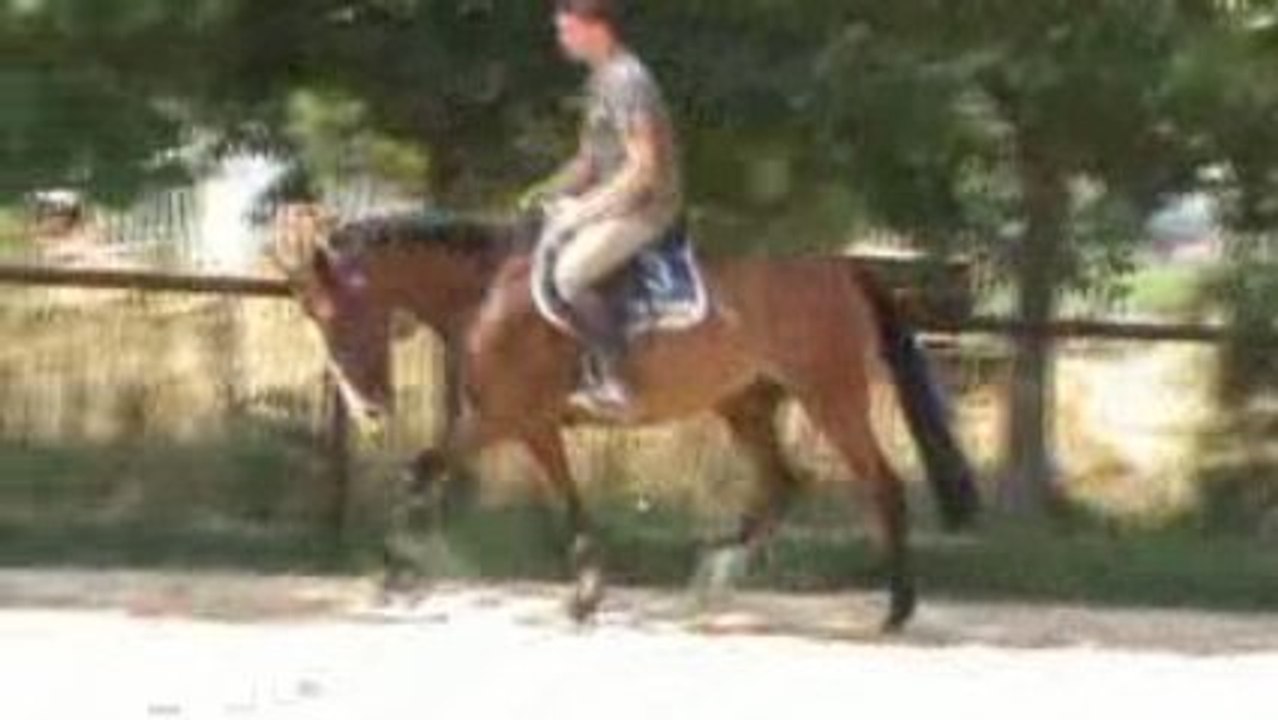 quisis d'hermet trot en licol