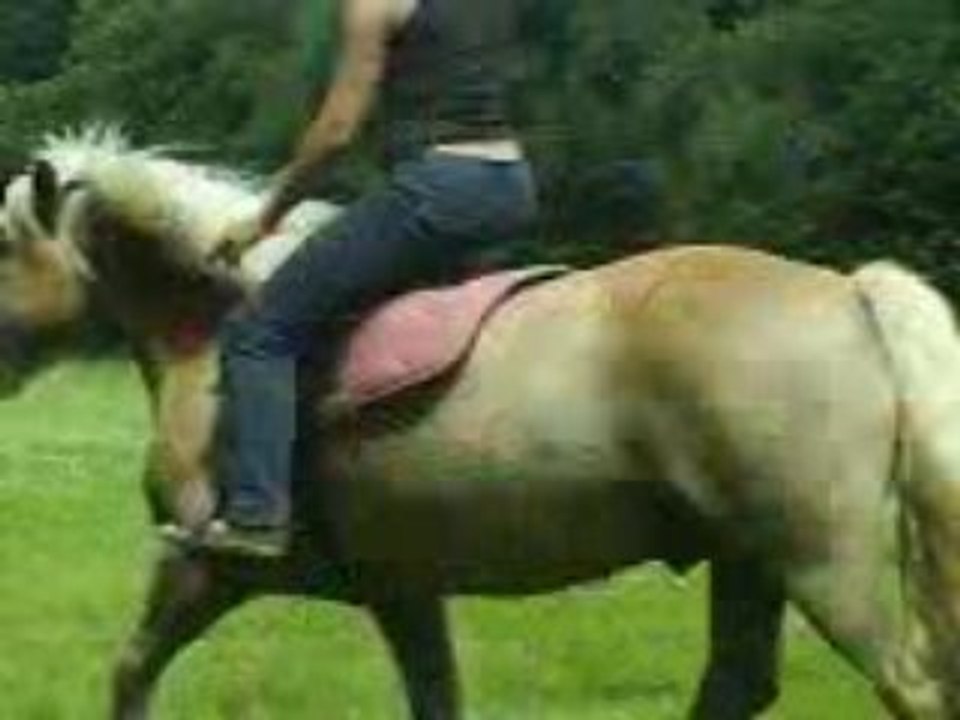 saut en codelette Magic 1 m