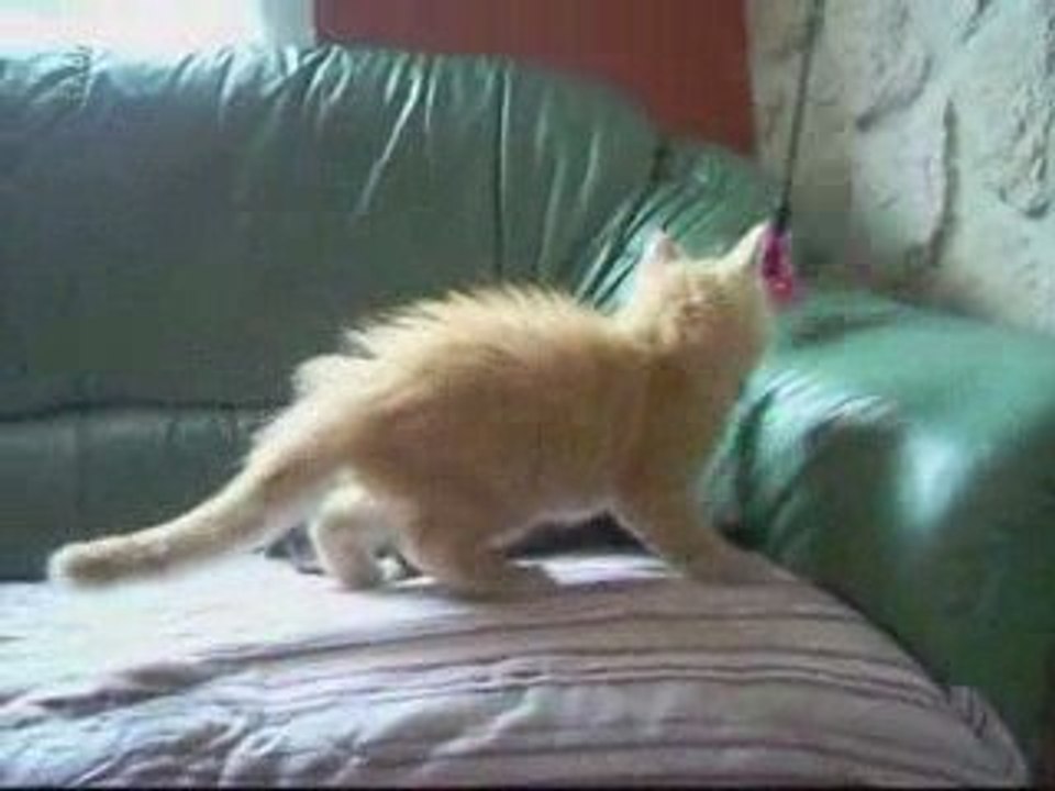 chatons de saphira 46jours
