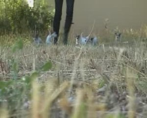 les BB de caly a moins de 8 semaines