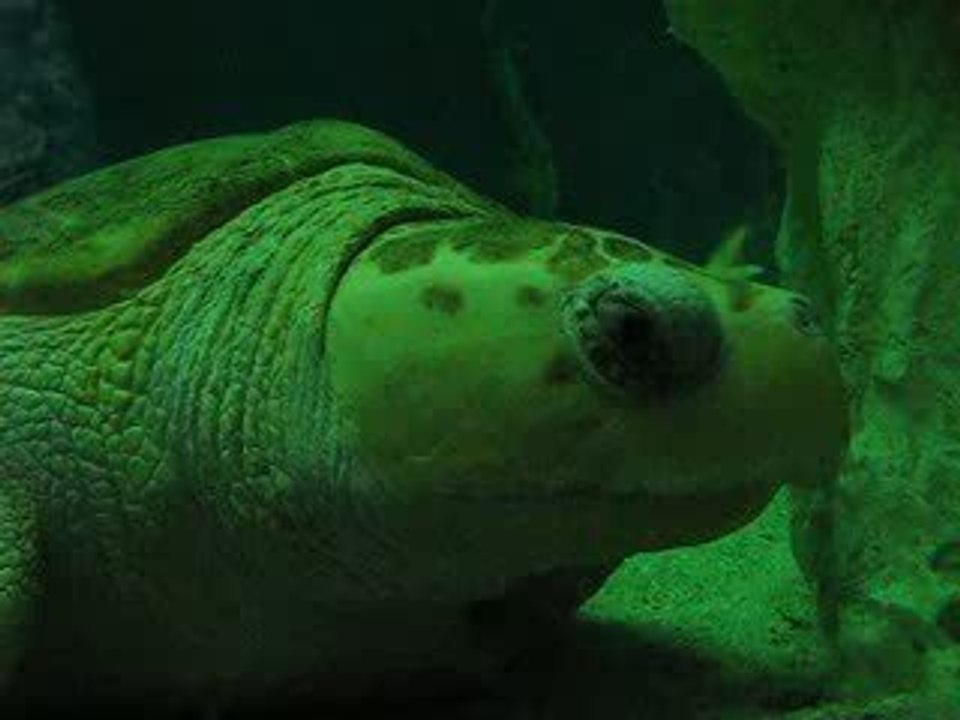 Tortue caouane