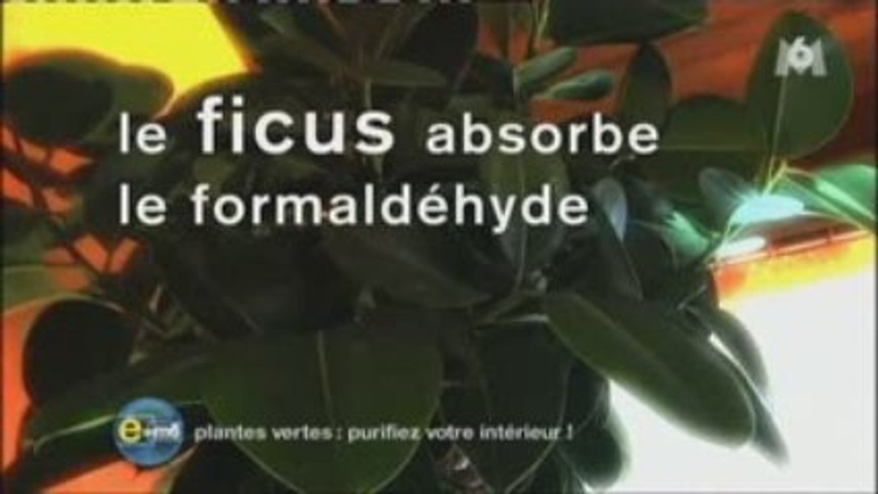 Plantes anti-pollution