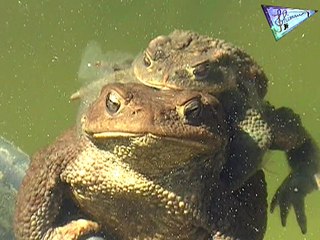 La reproduction des Crapauds