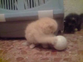 Gatitos persa de Inma