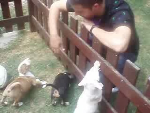 puppies bull terrier de chaoss ( mon bull )