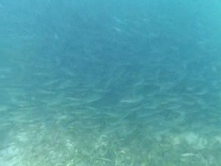 poissons de Nouvelle Caledonie