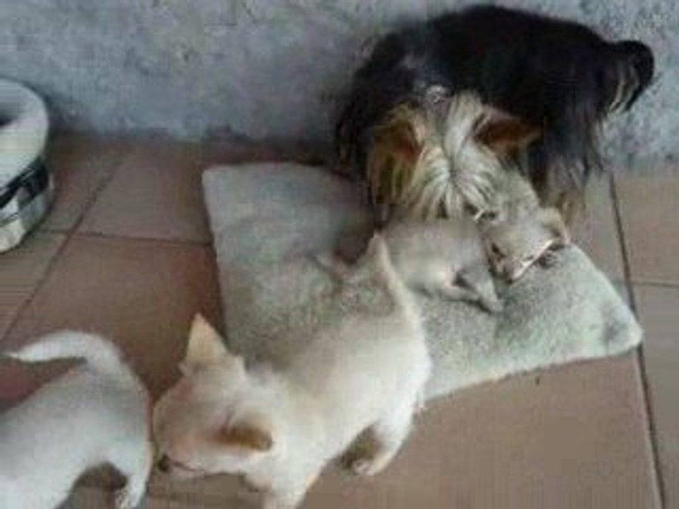 prise de tête chez les bébés