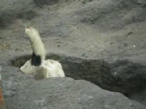 Сен Сао Шерт