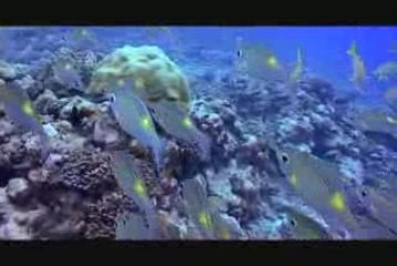 Sydney Video Production demo reel '09