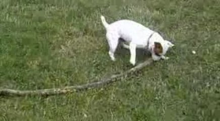 chien jack russell stuart