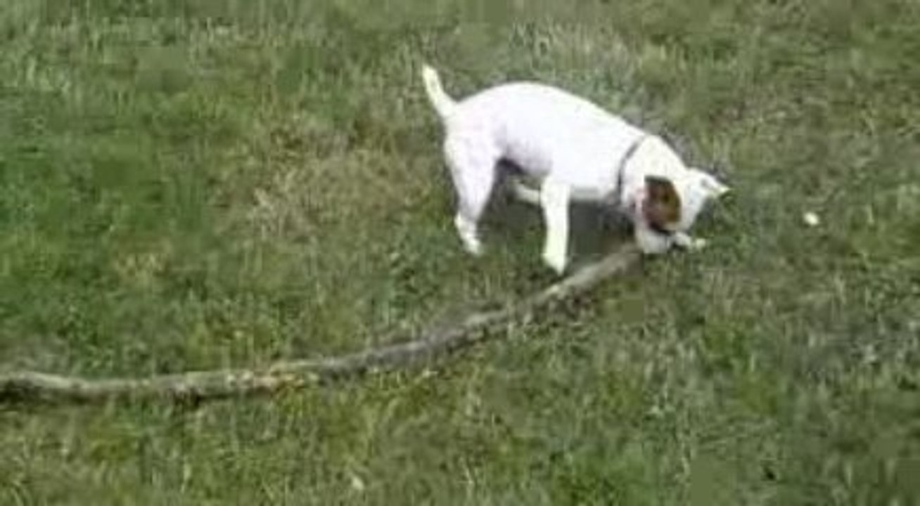 chien jack russell stuart
