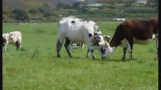 Vaches Amoureuses_NEW