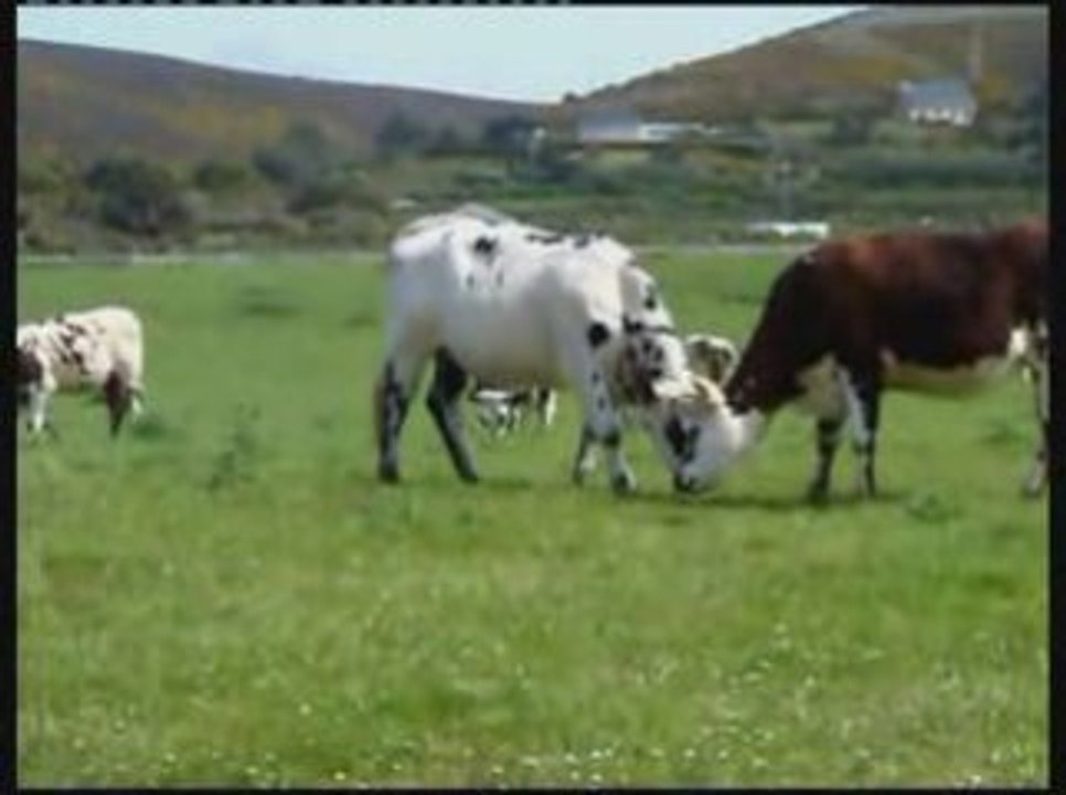 Vaches Amoureuses_NEW