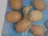 Nascita dall'uovo